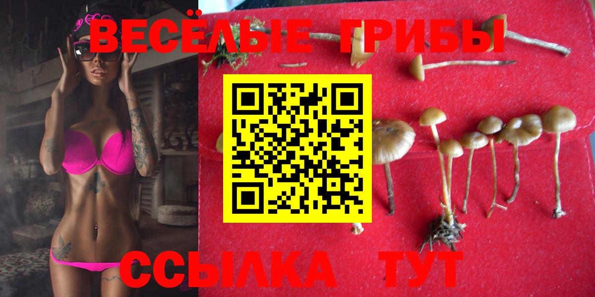 Псилоцибиновые грибы Psilocybe  Вход с VPN  купить наркотики сайты  Сердобск 